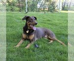 Small #6 Doberman Pinscher Mix