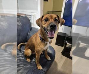 Beagle-Redbone Coonhound Mix Dogs for adoption in London, Ontario, Canada