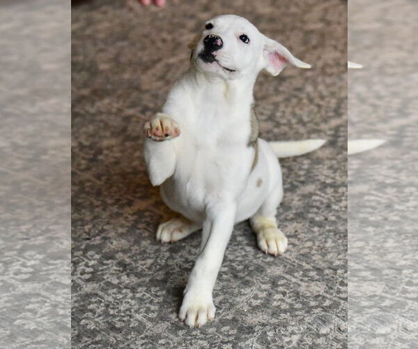 Medium Photo #4 American Bulldog-Labrador Retriever Mix Puppy For Sale in Mechanicsburg, PA, USA