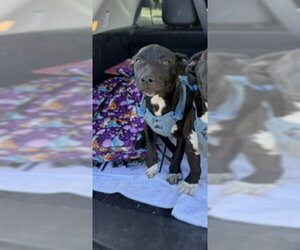 Mutt Dogs for adoption in Stockton, CA, USA
