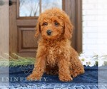 Small #2 Goldendoodle (Miniature)
