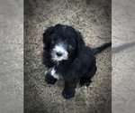 Small Photo #1 Sheepadoodle Puppy For Sale in DUNCAN, OK, USA