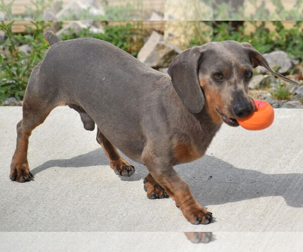 Medium Photo #1 Dachshund Puppy For Sale in Shelbyville, TN, USA