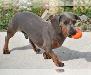 Dachshund Dogs for adoption in Shelbyville, TN, USA