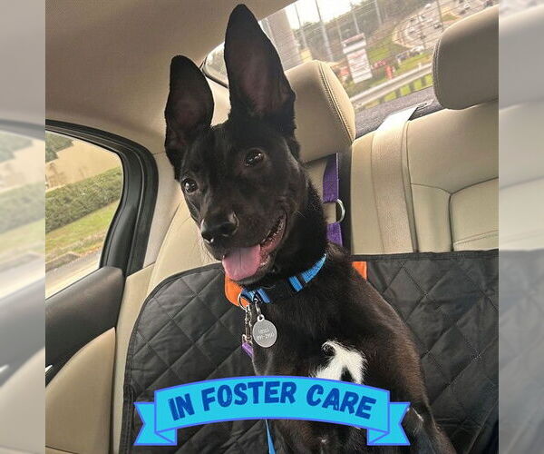 Medium Photo #4 Feist Terrier-Labrador Retriever Mix Puppy For Sale in Tallahassee, FL, USA