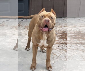 Brutus - Male American Bulldog Dog for Adoption - Photo #6