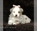 Small Miniature American Shepherd-Miniature Australian Shepherd Mix