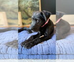 Small #1 Labrador Retriever Mix