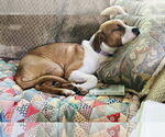 Small #16 Treeing Walker Coonhound Mix