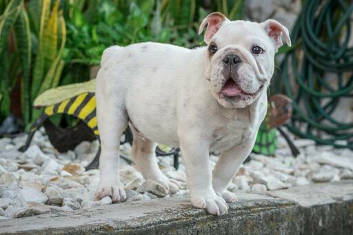 Medium Photo #5 English Bulldog Puppy For Sale in CUTLER BAY, FL, USA