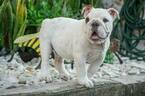 Small Photo #5 English Bulldog Puppy For Sale in CUTLER BAY, FL, USA