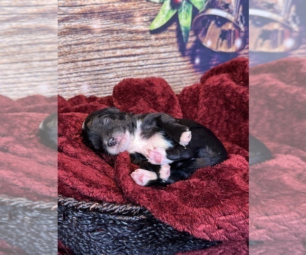 Medium Photo #21 Goldendoodle (Miniature) Puppy For Sale in HALTOM CITY, TX, USA