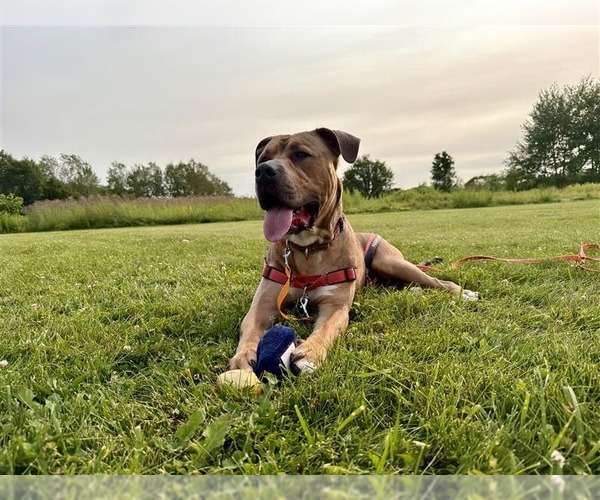Medium Photo #40 Mutt Puppy For Sale in Gloversville, NY, USA