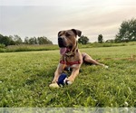 Small #39 Mutt