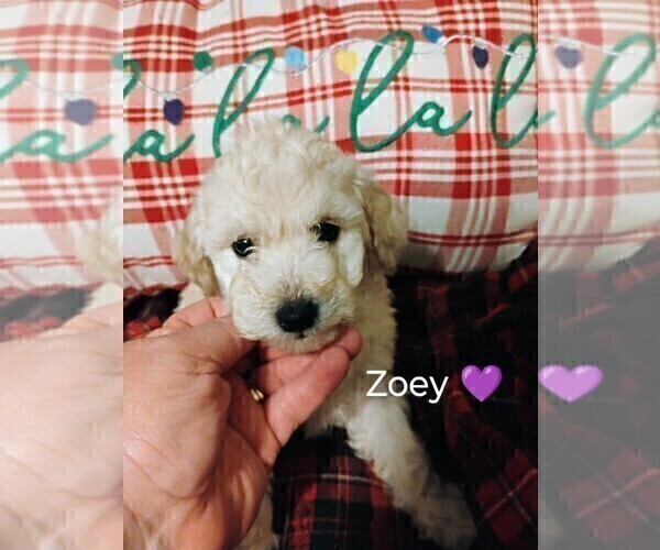 Medium Photo #2 Goldendoodle mix (+ Poodle Miniature) Puppy For Sale in NORTH LIBERTY, IN, USA