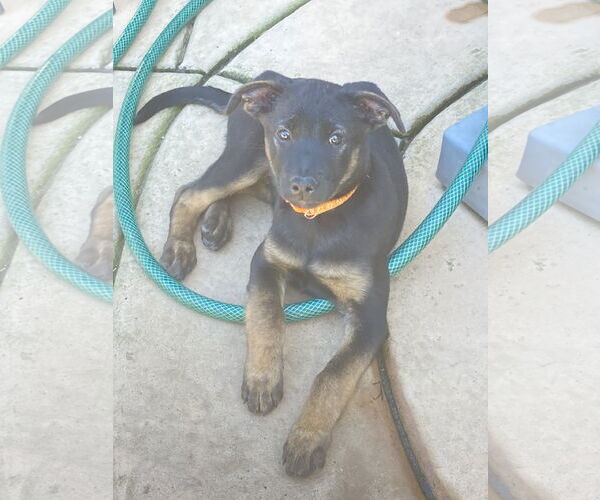 Medium Photo #8 German Shepherd Dog-Unknown Mix Puppy For Sale in San Diego, CA, USA