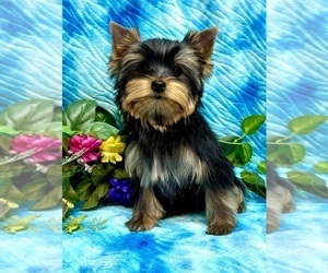 Yorkshire Terrier Puppy for sale in CAMERON, OK, USA