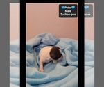 Small #2 Poodle (Toy)-Zuchon Mix