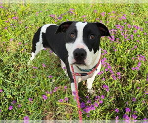 American Bulldog-Unknown Mix Dogs for adoption in Lakewood, CO, USA