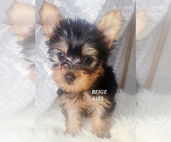 Medium Photo #9 Yorkshire Terrier Puppy For Sale in MORENO VALLEY, CA, USA