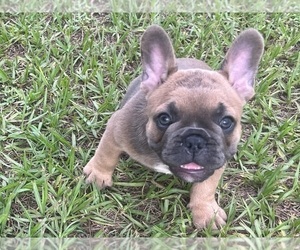 French Bulldog Puppy for sale in SEBRING, FL, USA