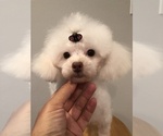 Small Photo #1 Poodle (Toy) Puppy For Sale in HILO, HI, USA