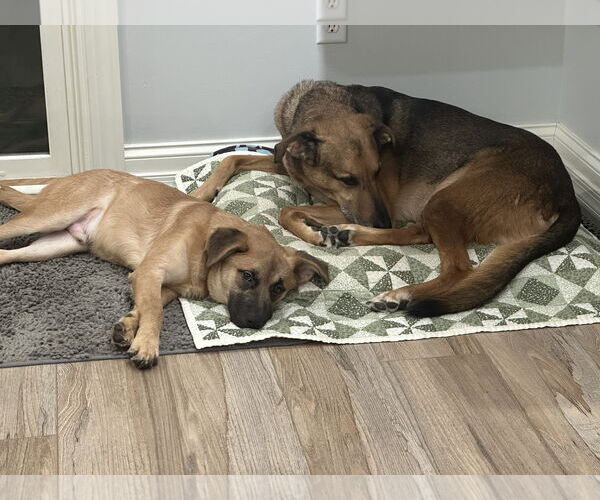 Medium Photo #4 Mountain Cur-Unknown Mix Puppy For Sale in Harrisburg, PA, USA