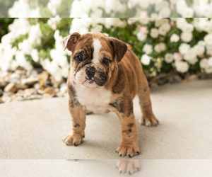 English Bulldog Puppy for sale in BOURBON, IN, USA