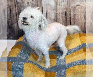 Neo - Male Poochon Dog for Adoption - Photo #3