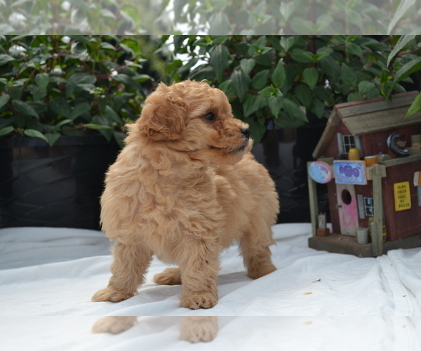 Medium Photo #6 Cavapoo (Miniature)-Poodle (Toy) Mix Puppy For Sale in GREENWOOD, WI, USA