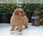 Small #5 Cavapoo (Miniature)-Poodle (Toy) Mix