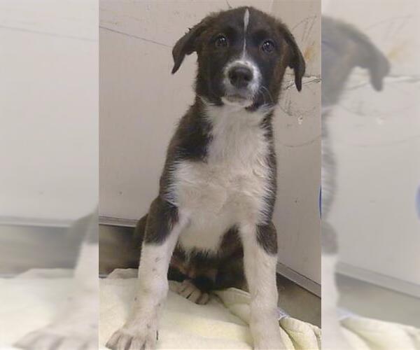 Medium Photo #1 Anatolian Shepherd-Unknown Mix Puppy For Sale in Sacramento, CA, USA