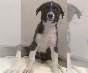 Anatolian Shepherd-Unknown Mix Dogs for adoption in Sacramento, CA, USA