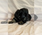 Kitten - Female Corgipoo Puppy for Sale - Photo #12