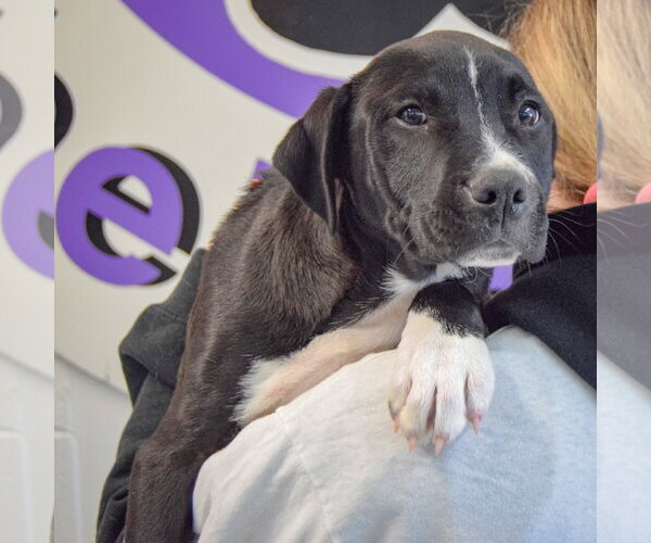 Medium Photo #4 American Staffordshire Terrier-Labrador Retriever Mix Puppy For Sale in Huntley, IL, USA