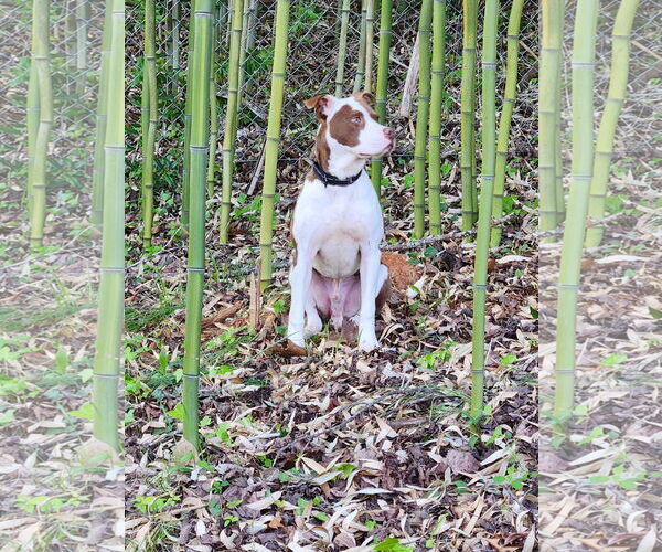 Medium Photo #2 American Pit Bull Terrier-Unknown Mix Puppy For Sale in Forest, VA, USA