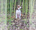 Small #1 American Pit Bull Terrier Mix