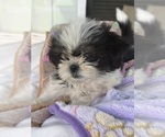 Small #1 Shih Tzu