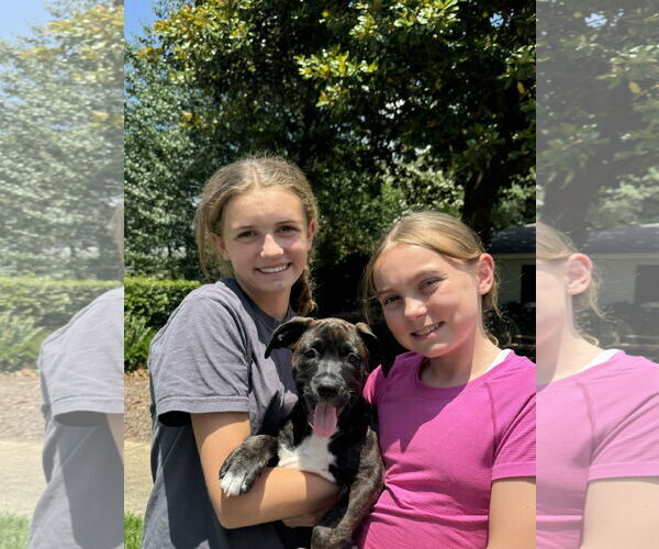 Medium Photo #2 American Pit Bull Terrier-Unknown Mix Puppy For Sale in Mobile, AL, USA