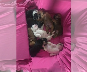 English Bulldog Puppy for sale in ROCKFORD, MI, USA