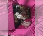 Small English Bulldog