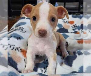 Beagle-Chihuahua Mix Dogs for adoption in Princeton, MN, USA