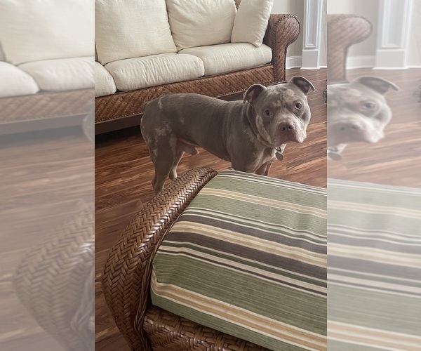 Medium Photo #1 American Bully Puppy For Sale in WINSTON SALEM, NC, USA