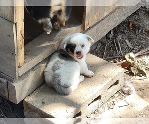 Aussie-Corgi-Cowboy Corgi Mix Puppy for sale in AUXVASSE, MO, USA