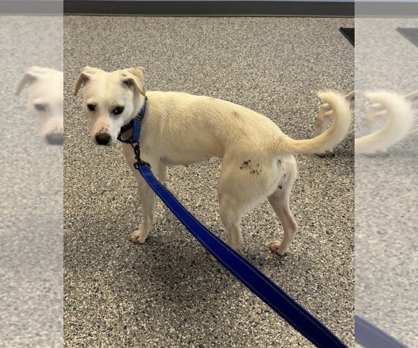 Medium Photo #2 Jack Russell Terrier-Unknown Mix Puppy For Sale in Greenbelt, MD, USA