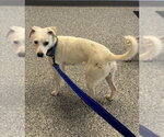Small #1 Jack Russell Terrier Mix
