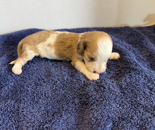 Medium Photo #2 Dachshund Puppy For Sale in WILEY, CO, USA