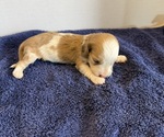 Small #1 Dachshund