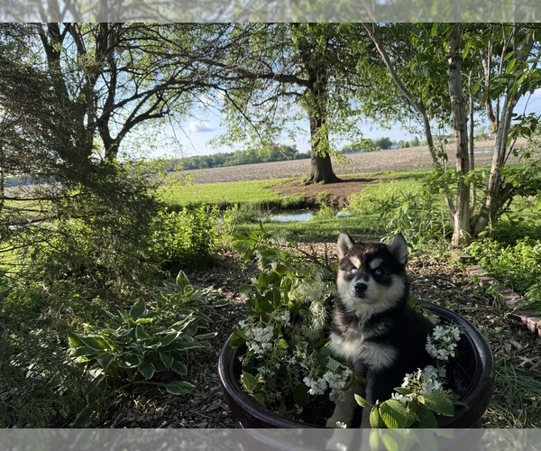 Medium Photo #33 Siberian Husky Puppy For Sale in ALTON, IL, USA
