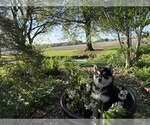 Small Photo #33 Siberian Husky Puppy For Sale in ALTON, IL, USA